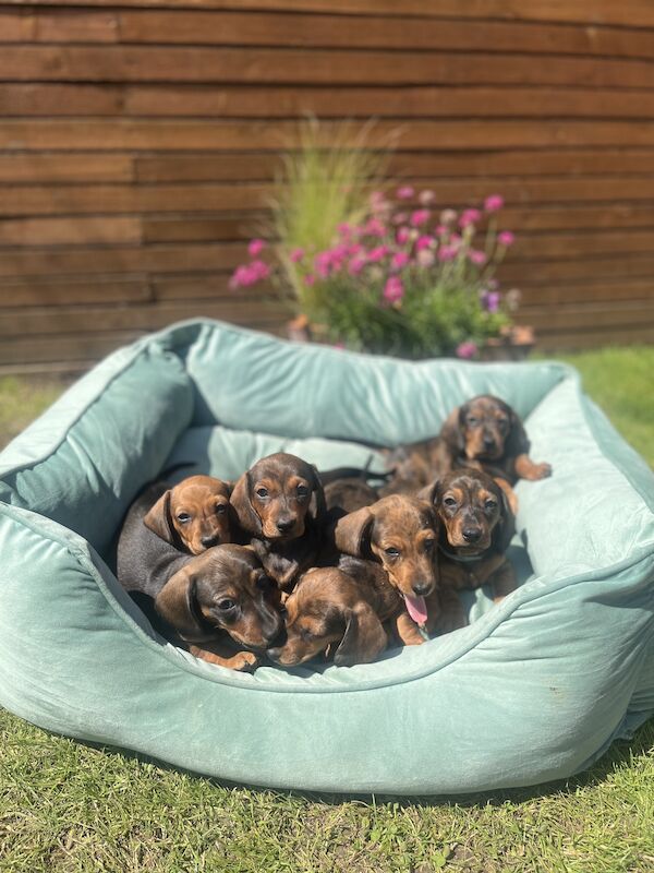 Miniature dachshunds for sale in Romford, Havering, Greater London - Image 7