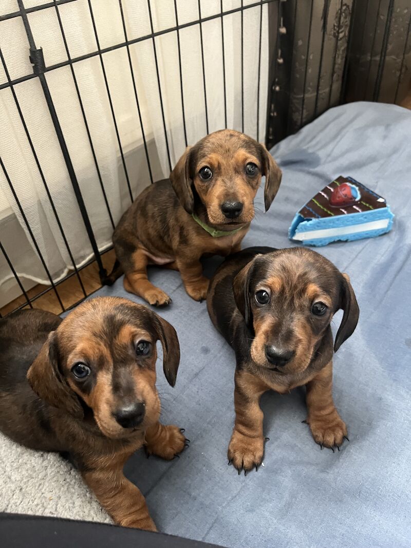 Miniature dachshunds for sale in Romford, Havering, Greater London - Image 8