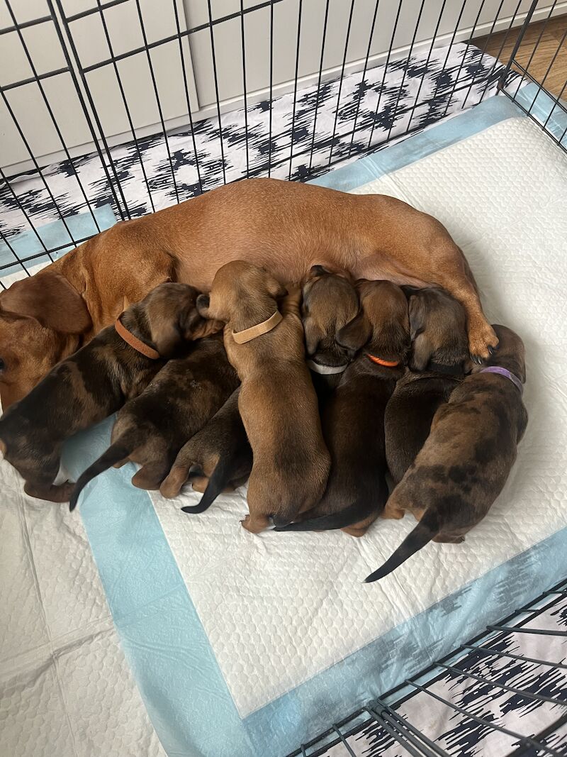 Miniature dachshunds for sale in Romford, Havering, Greater London - Image 9