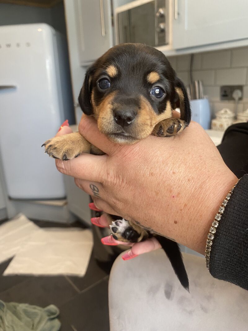 Miniature dachshunds for sale in Buckinghamshire 