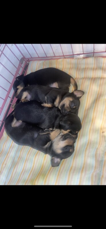 Miniature dachshunds for sale in Buckinghamshire - Image 2