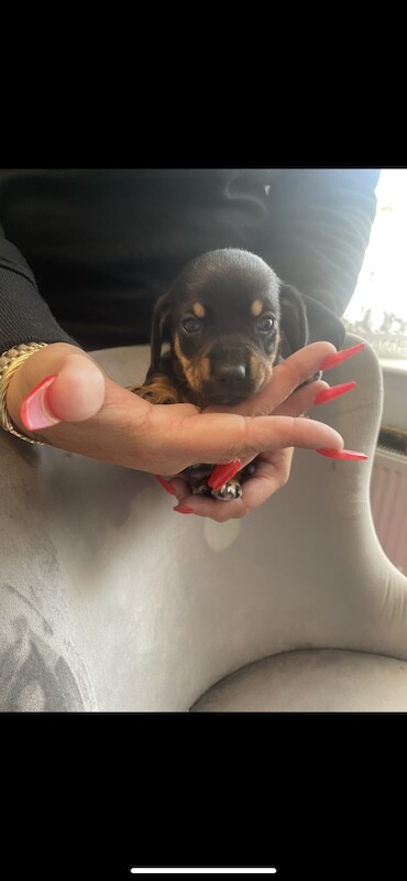 Dachshund Puppies for sale