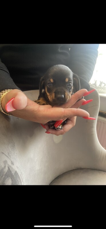 Miniature dachshunds for sale in Buckinghamshire - Image 4