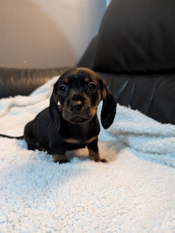 Miniature dachshunds for sale in Buckhaven, Fife