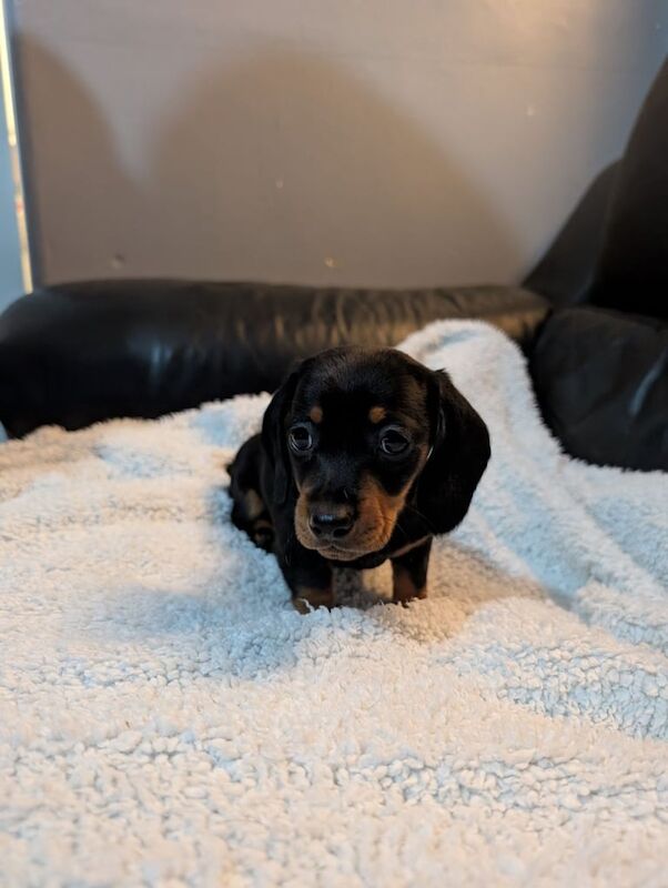 Miniature dachshunds for sale in Buckhaven, Fife - Image 2