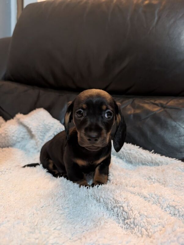 Miniature dachshunds for sale in Buckhaven, Fife - Image 3