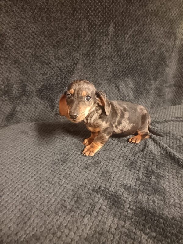 Miniature dachshunds for sale in Cookstown, County Tyrone