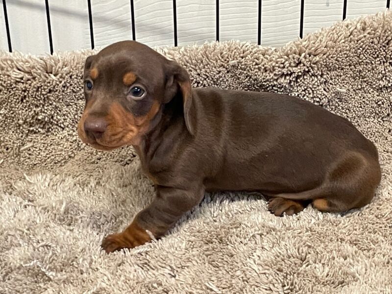 Miniature dachshunds for sale in Wolverhampton, West Midlands