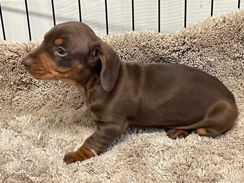 Miniature dachshunds for sale in Wolverhampton, West Midlands - Image 2