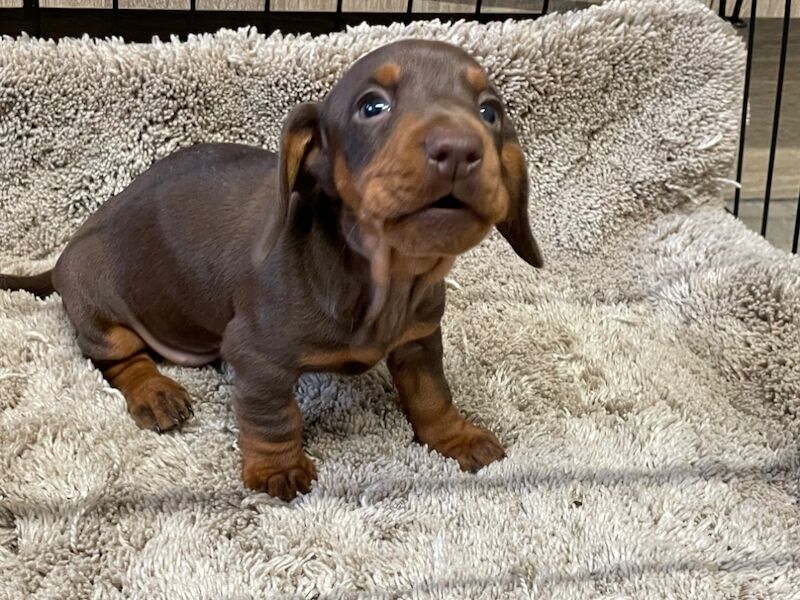 Miniature dachshunds for sale in Wolverhampton, West Midlands - Image 3