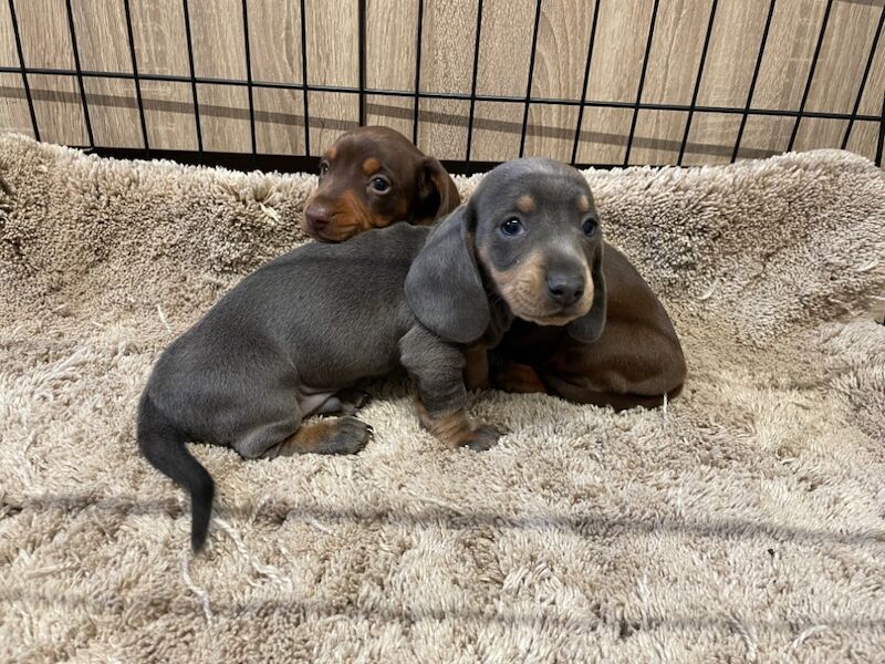 Miniature dachshunds for sale in Wolverhampton, West Midlands - Image 4