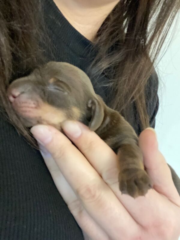 Miniature Dachshunds for sale in Faringdon, Oxfordshire - Image 2