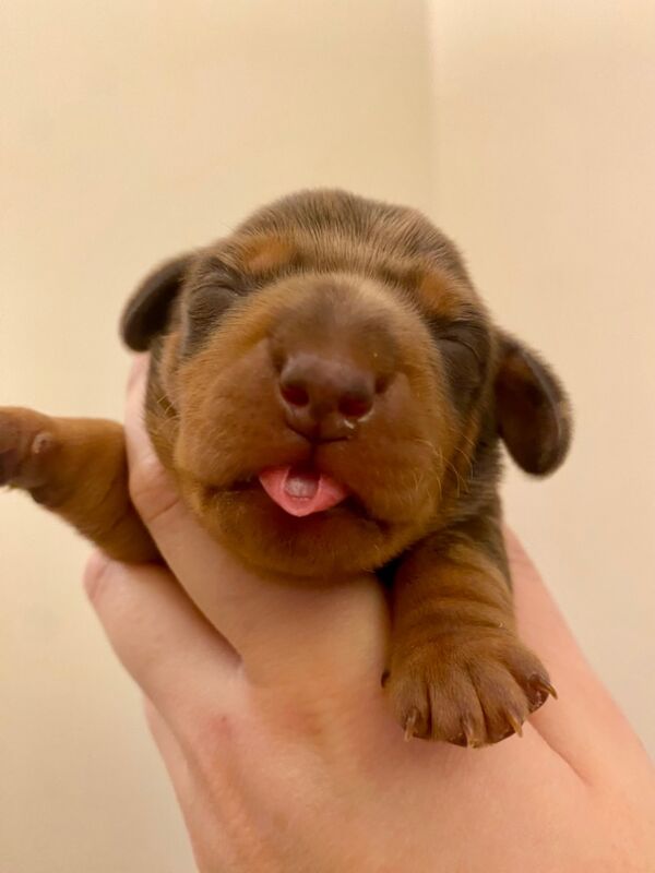 Miniature Dachshunds for sale in Faringdon, Oxfordshire - Image 3