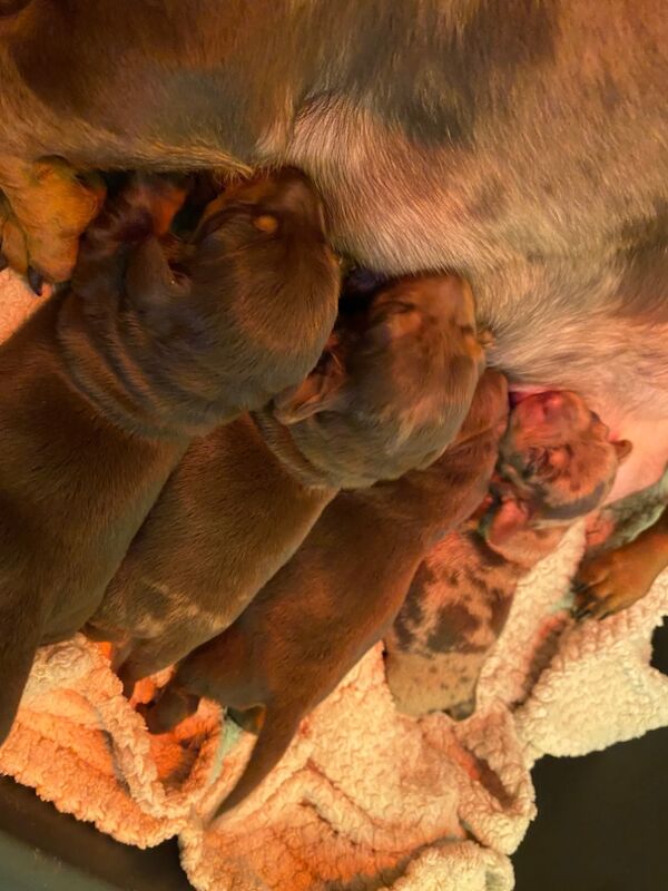 Miniature Dachshunds for sale in Faringdon, Oxfordshire - Image 5