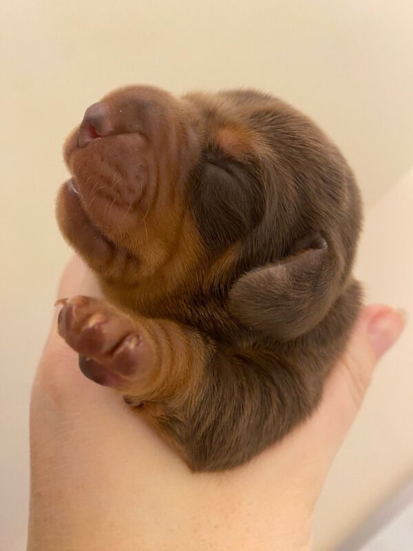 Miniature Dachshunds for sale in Faringdon, Oxfordshire - Image 6