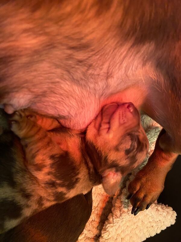 Miniature Dachshunds for sale in Faringdon, Oxfordshire - Image 7