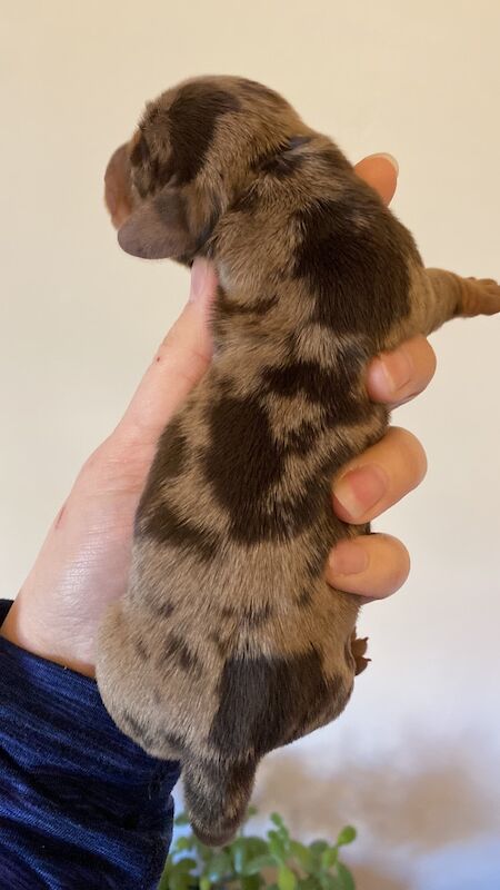 Miniature Dachshunds for sale in Faringdon, Oxfordshire - Image 8