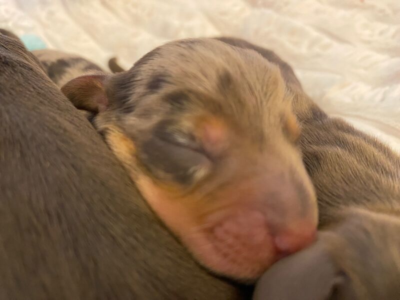 Miniature Dachshunds for sale in Faringdon, Oxfordshire - Image 9