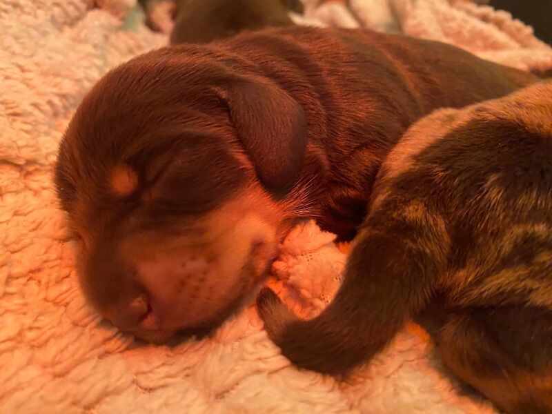 Miniature Dachshunds for sale in Faringdon, Oxfordshire - Image 10