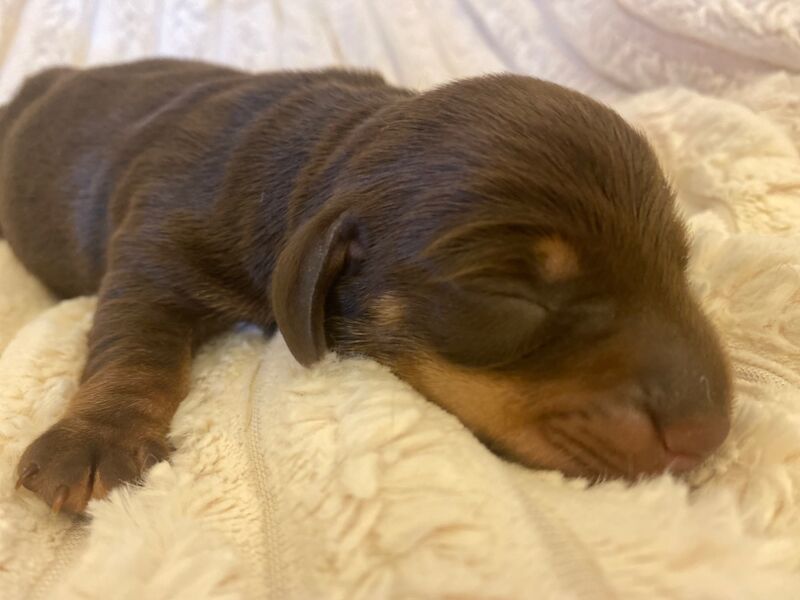 Miniature Dachshunds for sale in Faringdon, Oxfordshire - Image 11