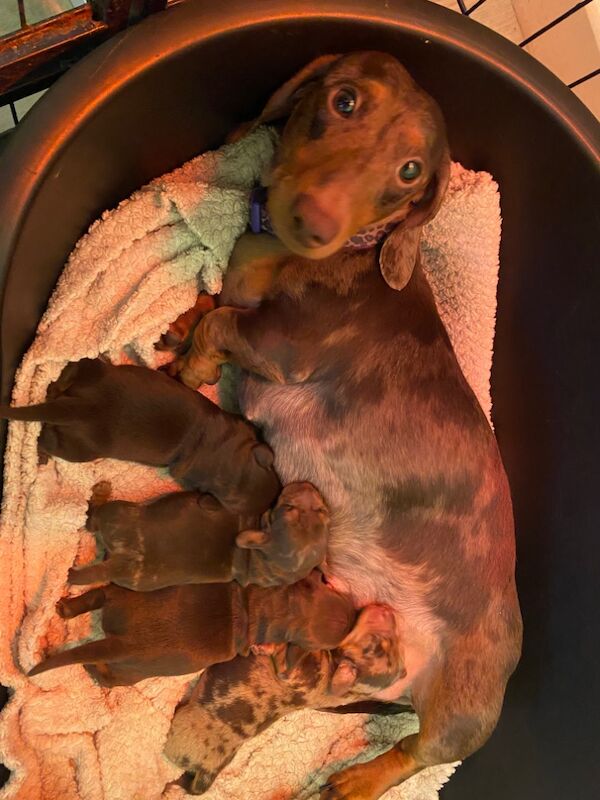 Miniature Dachshunds for sale in Faringdon, Oxfordshire - Image 13