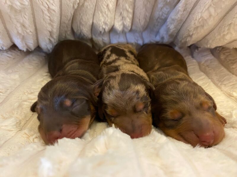 Miniature Dachshunds for sale in Faringdon, Oxfordshire - Image 14