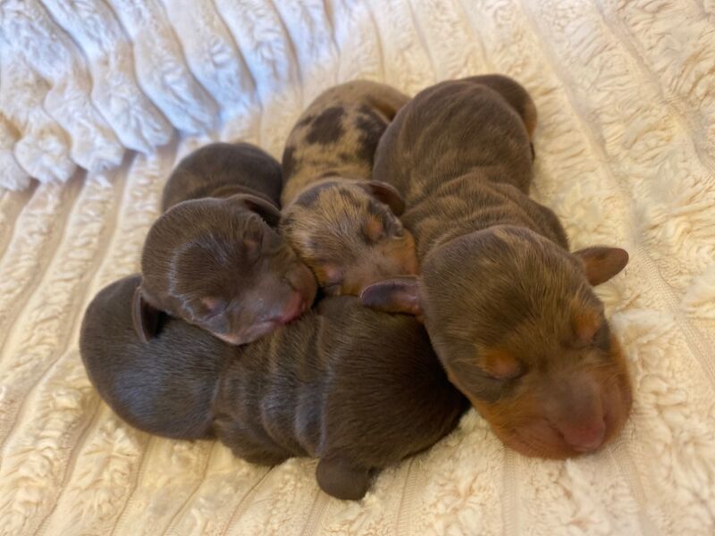 Miniature Dachshunds for sale in Faringdon, Oxfordshire - Image 15