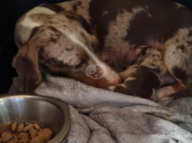 Dachshund Puppies for sale in Staffordshire