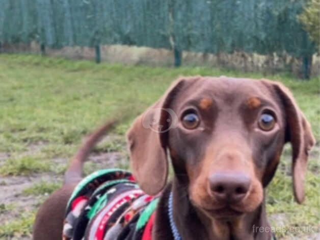 Dachshund Puppies for sale