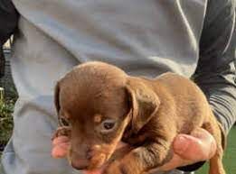 Miniature Dachshunds for sale in London, City of London, Greater London - Image 2