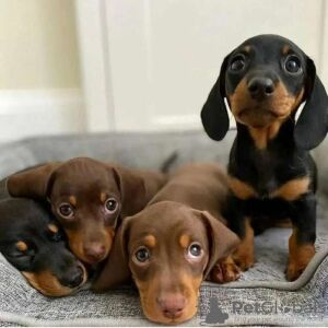 Miniature Dachshunds for sale in London, City of London, Greater London - Image 3