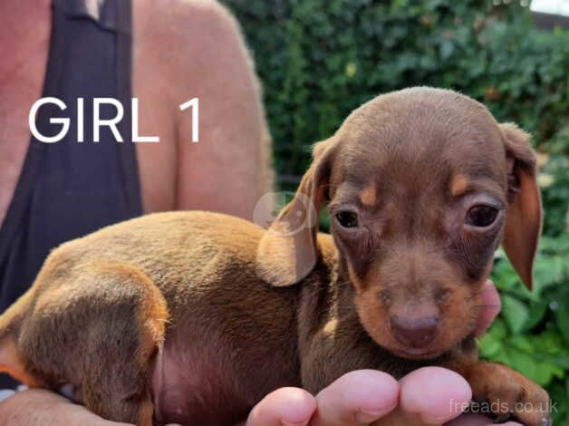 Miniature dachshunds for sale in Barnet, Barnet, Greater London