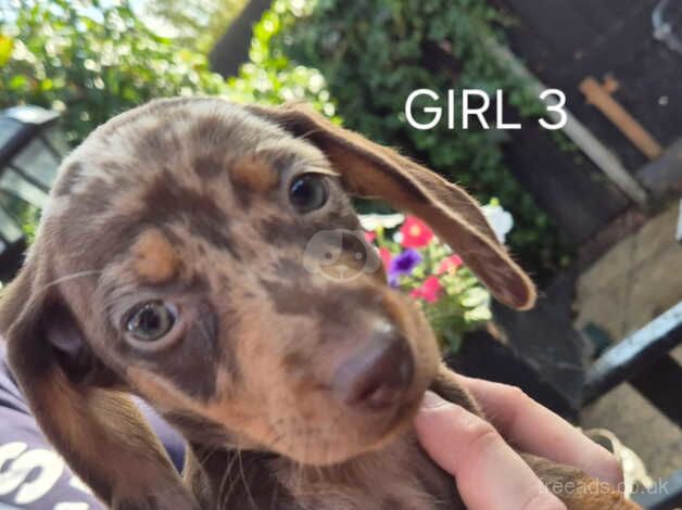 Miniature dachshunds for sale in Barnet, Barnet, Greater London - Image 2