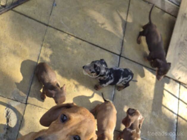 Miniature dachshunds for sale in Barnet, Barnet, Greater London - Image 5