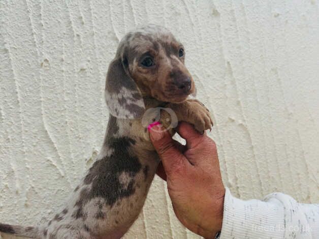 Miniature dachshunds for sale in Pontypool/Pont-y-pwl, Torfaen