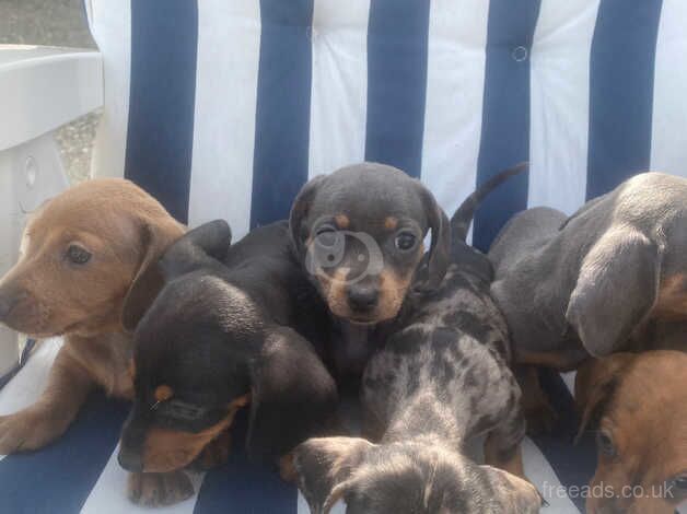 Miniature Dachshunds for sale in Harlow, Essex