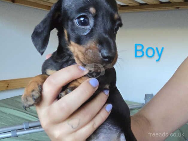 miniature dachshunds for sale in Herne Bay, Kent