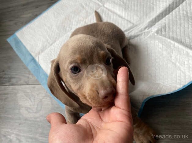 Miniature dachshunds for sale in Bradford, West Yorkshire