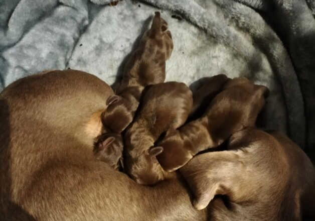 Miniature dachshunds for sale in Carnlough, Larne