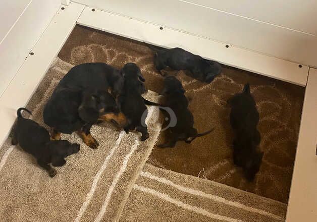 Miniature dachshunds for sale in Crowthorne, Berkshire - Image 3