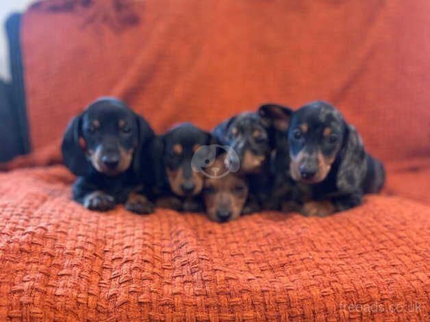 miniature dachshunds for sale in Gateshead, Tyne and Wear