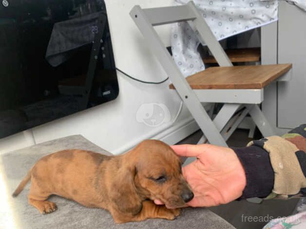 Miniature dachshunds for sale in Nuneaton, Warwickshire