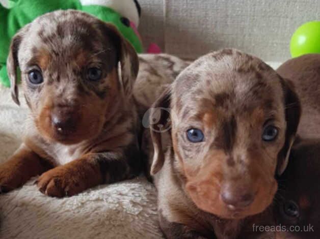 Miniature Dachshunds for sale in Preston, East Lothian - Image 2