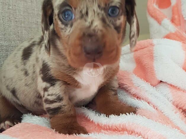 Miniature Dachshunds for sale in Preston, East Lothian - Image 4