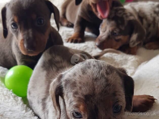 Miniature Dachshunds for sale in Preston, East Lothian - Image 5