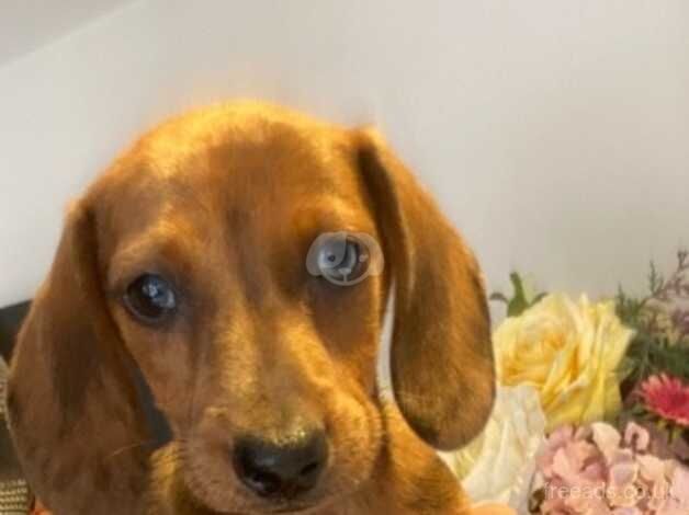 Miniature dachshunds for sale in Sevenoaks, Kent