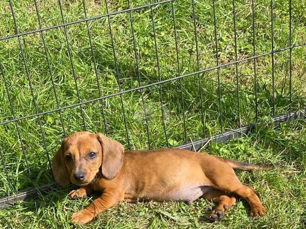 Miniature dachshunds for sale in Sevenoaks, Kent - Image 3