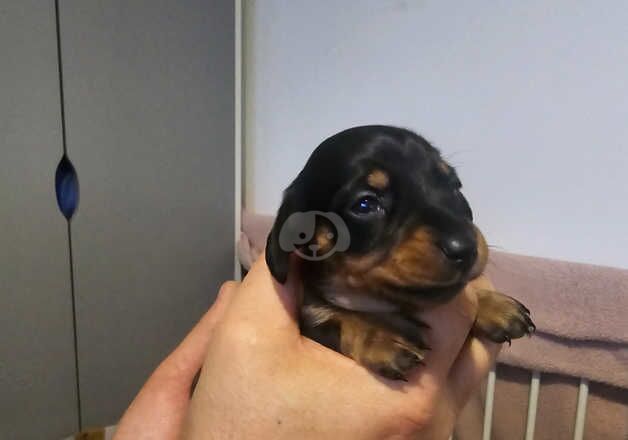 Miniature dachshunds for sale in Swansea/Abertawe, Swansea