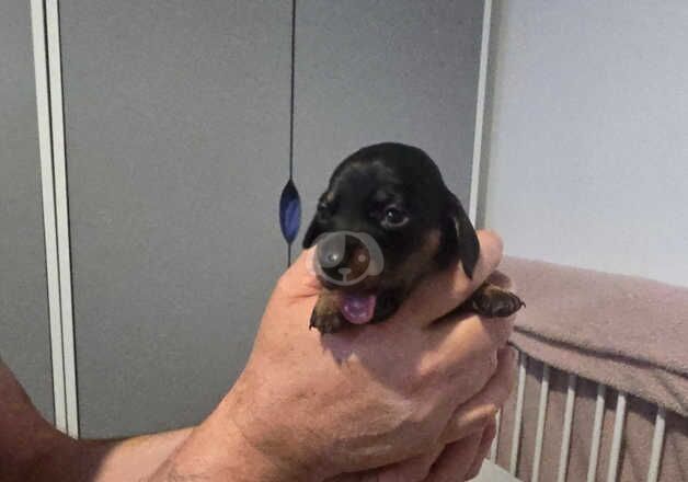 Dachshunds for sale in Swansea/Abertawe, Swansea