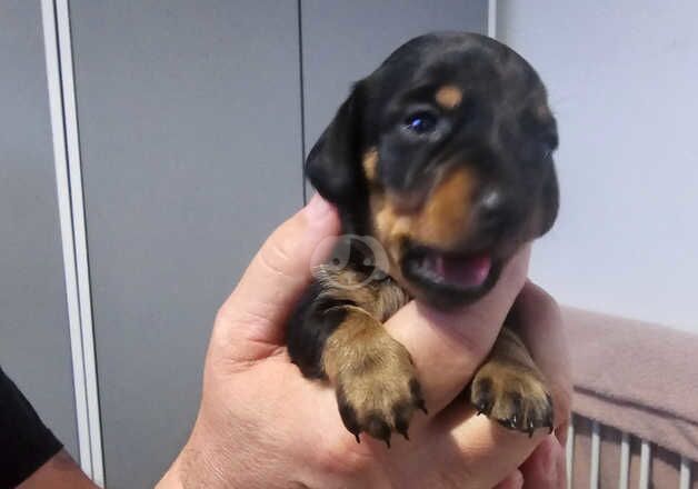 Miniature dachshunds for sale in Swansea/Abertawe, Swansea - Image 3